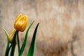 Two yellow unopened tulips with green leaves in drops of water on a brown wooden background Royalty Free Stock Photo