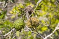 Two yellow warbler nests, in a branch Royalty Free Stock Photo