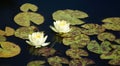 Two yellow water lilies and lily pads Royalty Free Stock Photo