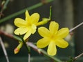 Two Yellow Winter Jasmine Flowers