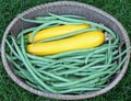 Two Yellow Zucchini and Green Beans in a Basket Royalty Free Stock Photo