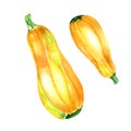 Two yellow zucchini watercolor illustration on white background Royalty Free Stock Photo