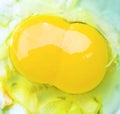 Oology and reproductive biology. A two-yolk egg.