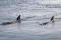 Two yongs Bottlenose dolphins are swimming in red sea Royalty Free Stock Photo