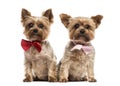 Two yorkshire with bow tie sitting, isolated Royalty Free Stock Photo