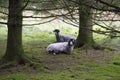 Yorkshire Dales Sheep, UK