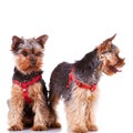 Two yorkshire puppy dogs looking at their side Royalty Free Stock Photo