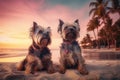 Two Yorkshire terrier dogs in glasses lie on sunbeds on the sand on the beach ocean, tropics and sea, palm trees weekend summer Royalty Free Stock Photo