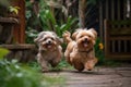 Two Yorkshire Terrier dogs running together in the garden. Selective focus. Two cute small dogs playing and running in a green Royalty Free Stock Photo