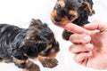 Two yorkshire terrier puppies playing with owner