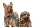 Two Yorkshire terriers, 3 and 6 years old Royalty Free Stock Photo