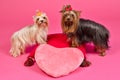 Two Yorky dogs with Valentines pink heart