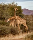 Two young adult male giraffes fight