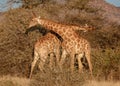 Two young adult male giraffes fight