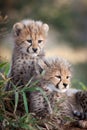 Two young African Cheetah cubs South Africa Royalty Free Stock Photo