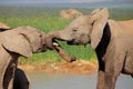 African elephants play fighting - South Africa Royalty Free Stock Photo