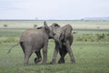 Two young African elephants at play Royalty Free Stock Photo