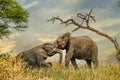 Two young african elephants playing beneath tree against dramatic sky Royalty Free Stock Photo