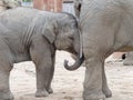 Two young African elephants playing games on the gray ground Royalty Free Stock Photo