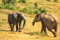 African Elephants running Royalty Free Stock Photo