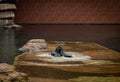 Two young african fur seals (Arctocephalus) playing at the pool in the zoological garden. Royalty Free Stock Photo