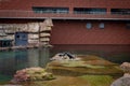 Two young african fur seals (Arctocephalus) playing at the pool in the zoological garden. Royalty Free Stock Photo