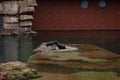 Two young african fur seals (Arctocephalus) playing at the pool in the zoological garden. Royalty Free Stock Photo