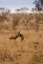 Two Young African Wild Dogs Playing in Savannah, Kruger, South Africa