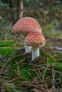 Two young agaric fly mushrooms grown among green moss and dry pine needles. Photo of the poisonous mushroom. Vertical