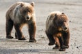 Two Young Alaska Brown Grizzly Bear Running on Beach Royalty Free Stock Photo