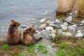Two young Alaskan brown bear cubs sitting on the edge of the Brooks River, Katmai National Park, Alaska Royalty Free Stock Photo