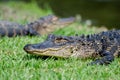 Two young Alligators Magnolia Springs State Park