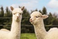 Two young alpacas on the farm Royalty Free Stock Photo