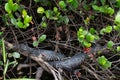 Two young American alligators hiding between plants and sleeping Royalty Free Stock Photo