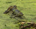 Two young American alligators