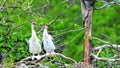 Two young Anhinga birds singing in wetland Royalty Free Stock Photo