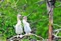 Two young Anhinga birds in wetland Royalty Free Stock Photo