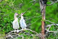 Two young Anhinga birds in wetland Royalty Free Stock Photo