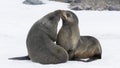 Two young antarctic fur seals playing fighting on the rocks Royalty Free Stock Photo