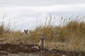 Two young Arctic foxes, Vulpes Lagopus, in fall colours with one hiding behind grass, near their den Royalty Free Stock Photo