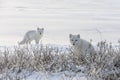 Two young arctic foxes Vulpes Lagopus in wilde tundra. Arctic fox playing