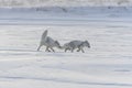 Two young arctic foxes Vulpes Lagopus in wilde tundra. Arctic fox playing