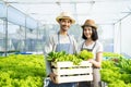 Two young Asian couple farmers working in vegetables hydroponic farm with happiness. Portrait of man and woman farmer carrying box