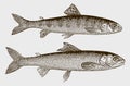 Two young Atlantic salmons salmo salar at ten and twelve months in side view