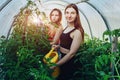 Watering tomatoes in greenhouse with garden watering cans, two young attractive women tending plants.