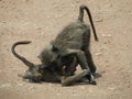Two young baboon monkeys