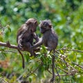 Two young baboon playing Royalty Free Stock Photo