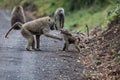 Young Baboons