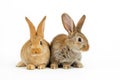 Two young baby Flemish Giant rabbits, natural grey and sandy colour, isolated on white background Royalty Free Stock Photo