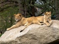 young Barbary lions, Panthera leo leo, lie on a large boulder and observe the surroundings